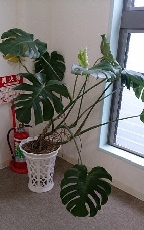 >植物の植替えをしました