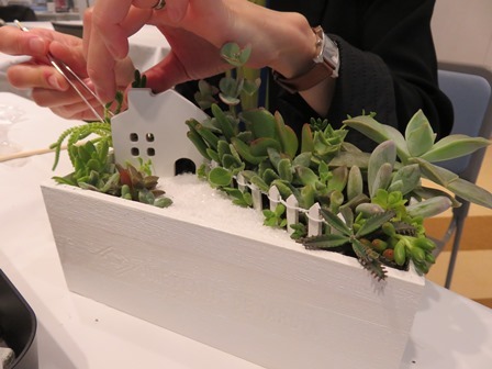 >多肉植物の箱庭づくり