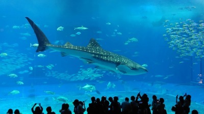 >4年ぶりの社員旅行　in　沖縄　①